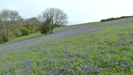 A sloping field covered in bluebells on Ventnor Downs